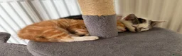 Mixed Breed cats for sale: Beautiful kittens for sale  in Bodorgan - Advert 6