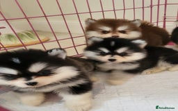 Pomsky dogs for sale:  toy size multi-generational pomsky puppies  - Image 20