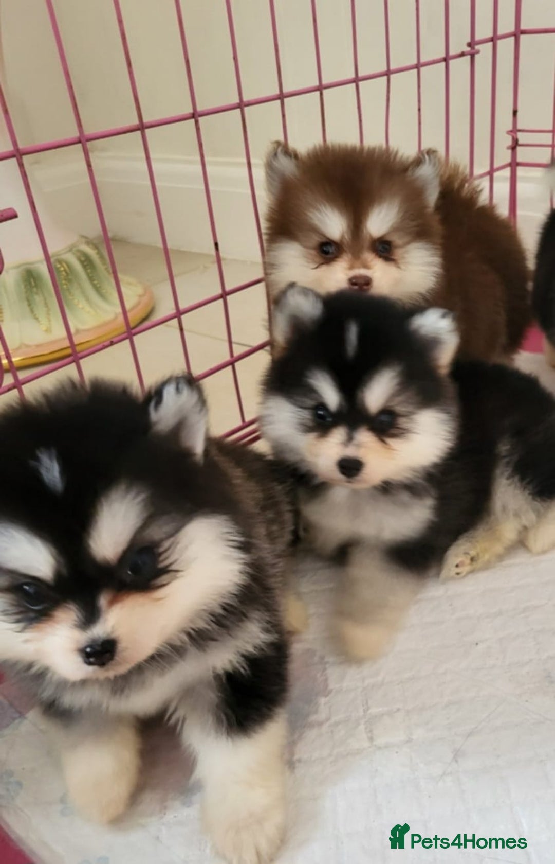 Pomsky dogs for sale:  toy size multi-generational pomsky puppies  - Image 20