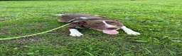 Mixed Breed dogs for sale: Puppy for sale in Peterborough - Advert 7