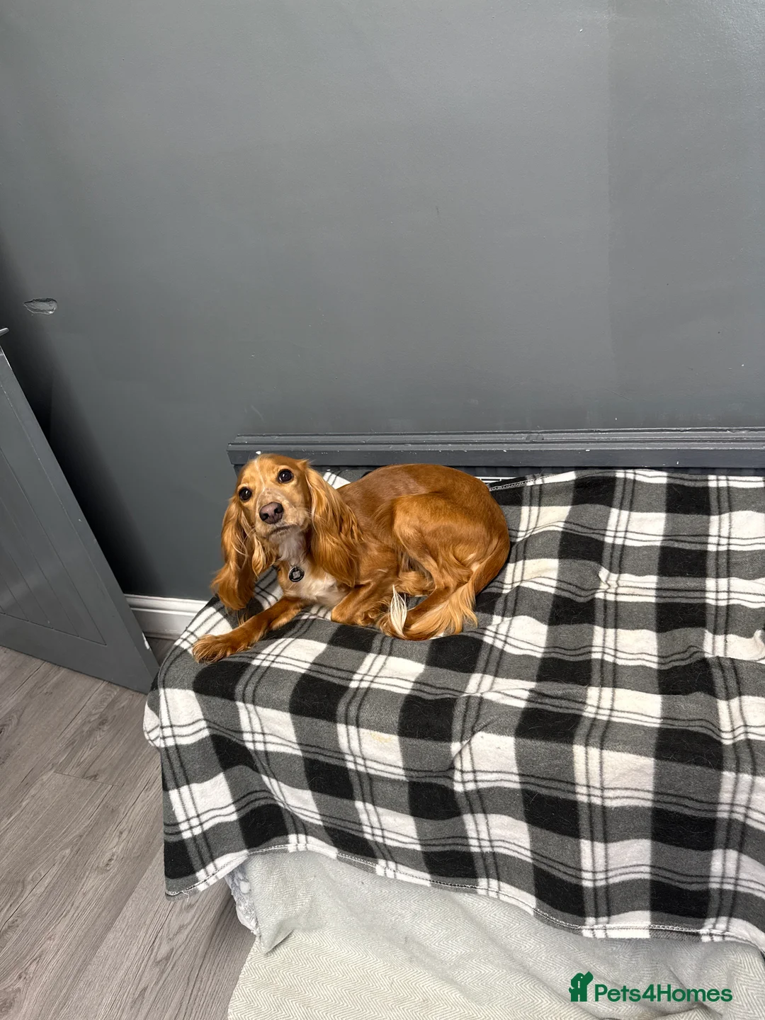 Cockalier dogs for sale: Female  - Advert 7