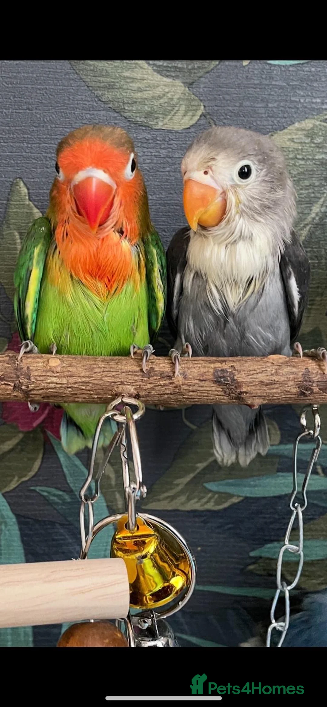 Lovebirds birds for sale: 2 x Baby LoveBirds - Advert 2