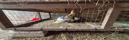 Ducks poultry for sale: Muscovy Ducks - Advert 10
