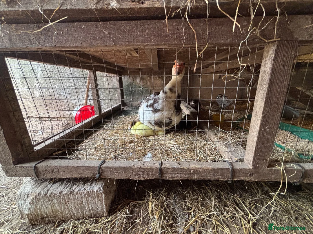 Ducks poultry for sale: Muscovy Ducks - Advert 10