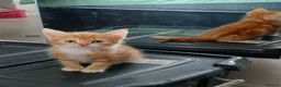 Mixed Breed cats for sale: 5 Beautiful kittens £100 each - Advert 10