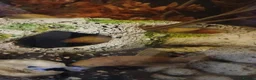 Other/Mixed Breed fish for sale: Tropical fish  - Advert 5