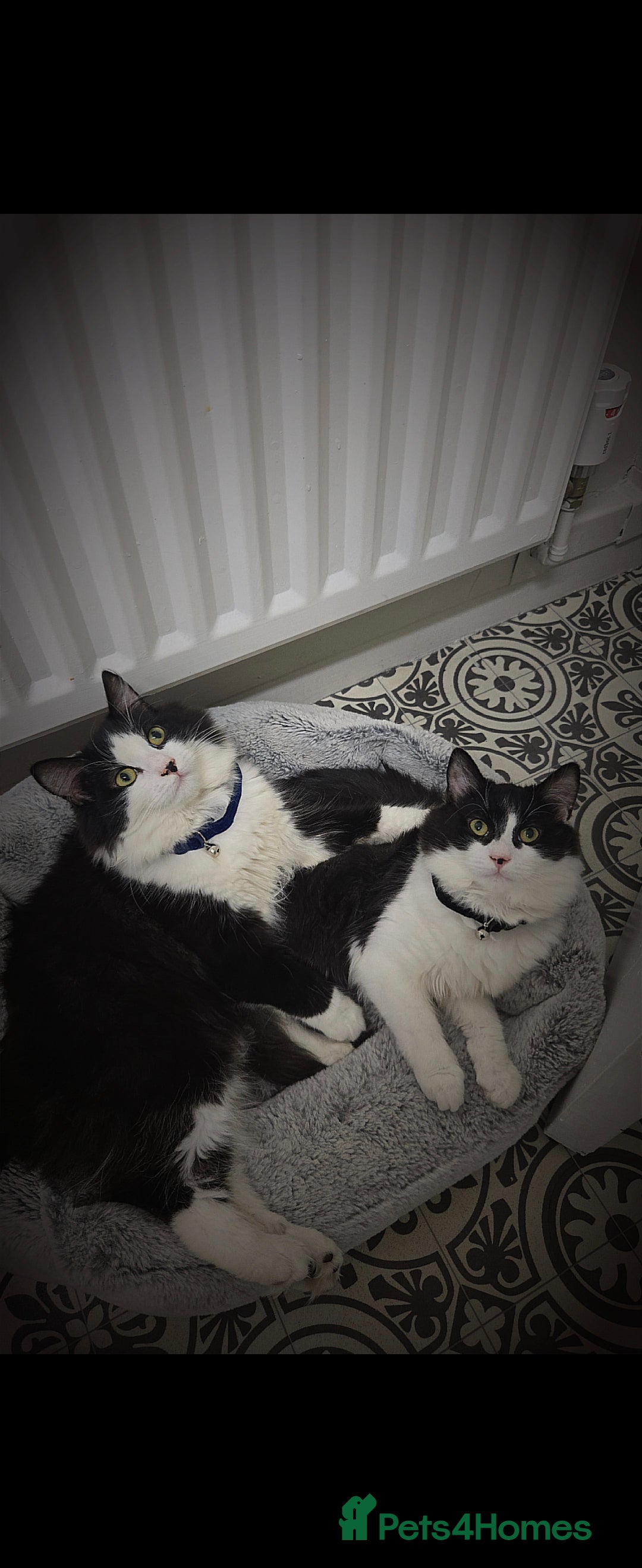 Mixed Breed cats for sale: 2 male cats  - Advert 1