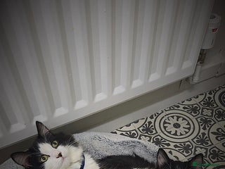 Mixed Breed cats 2 male cats - Advert 1