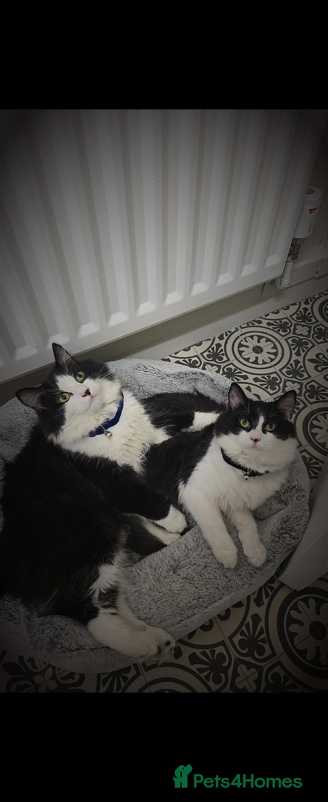 Mixed Breed cats for sale: 2 male cats  - Advert 1