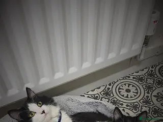 Mixed Breed cats 2 male cats - Advert 15