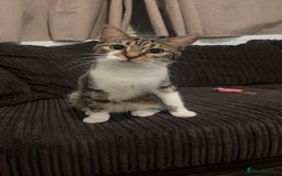 Bengal cats for sale: 1 year old female cat for sale  - Image 3