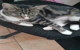 Domestic Shorthair cats for sale: Female domestic cat – 1 year old - Image 7