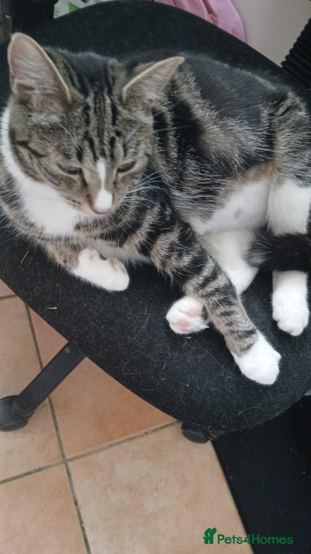 Domestic Shorthair cats for sale: Female domestic cat – 1 year old - Image 7