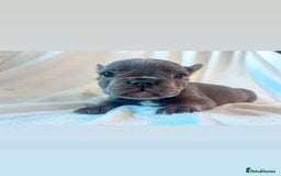 French Bulldog dogs for sale: French bulldogs , one fluffy (like his mum)  - Image 21