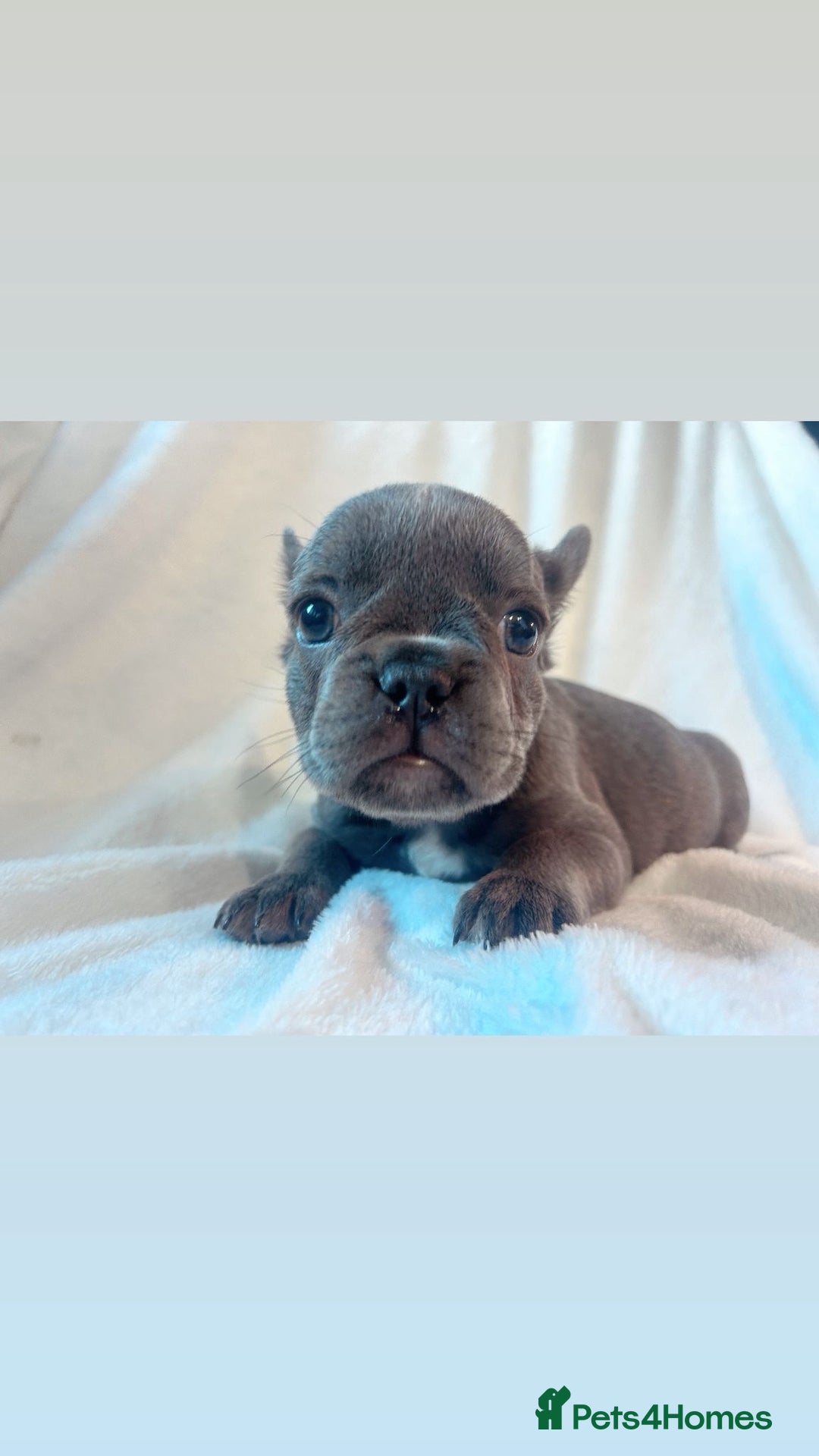 French Bulldog dogs for sale: French bulldogs , one fluffy (like his mum)  - Image 21
