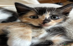 Mixed Breed cats for sale: Kittens for sale - Image 4