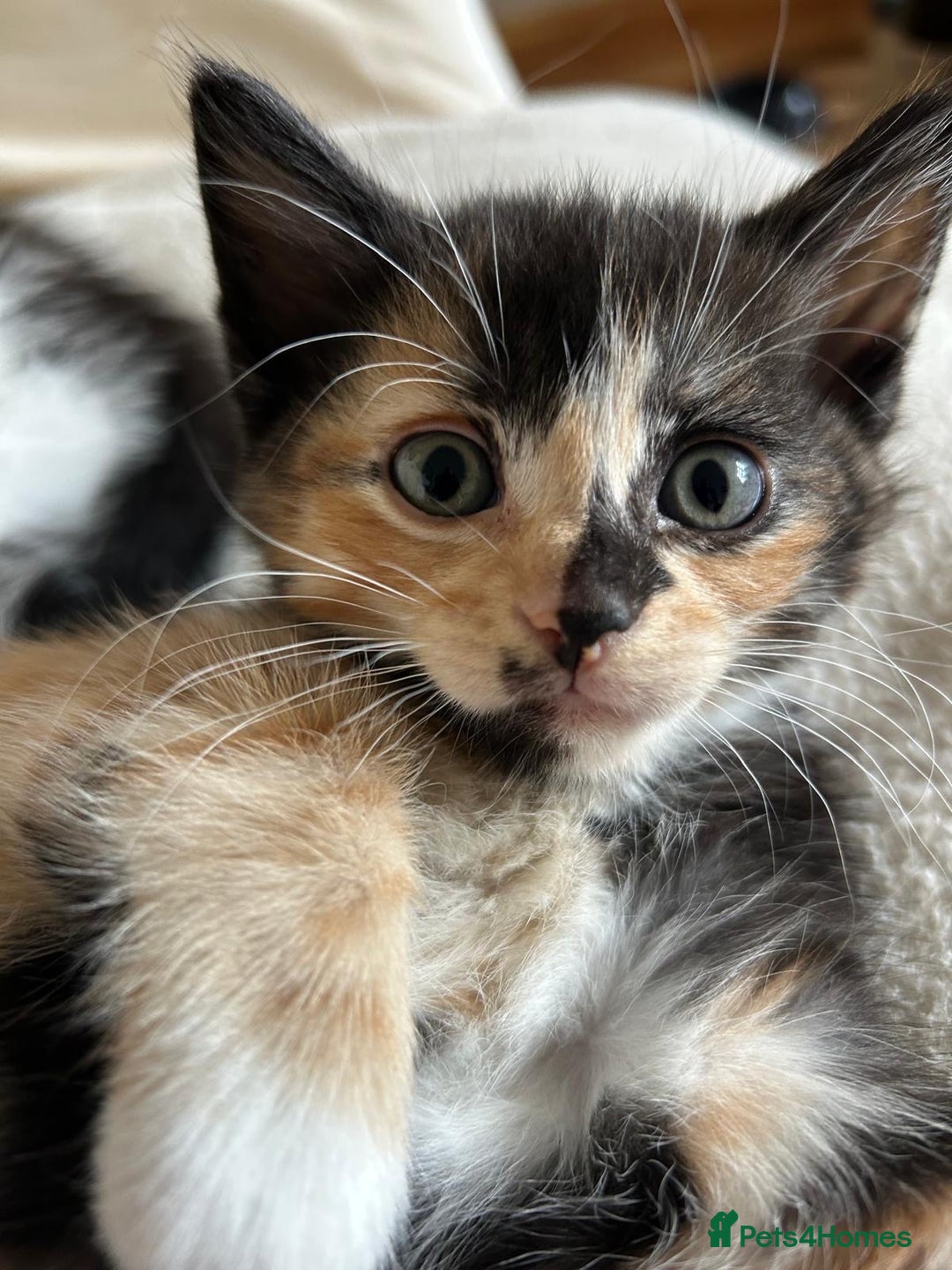 Mixed Breed cats for sale: Kittens for sale - Image 4