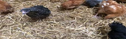 Chickens poultry for sale: Happy healthy pullets. - Advert 8