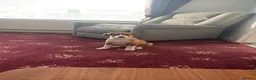 Border Collie dogs for sale: Cute collie  in Larkhall - Advert 1
