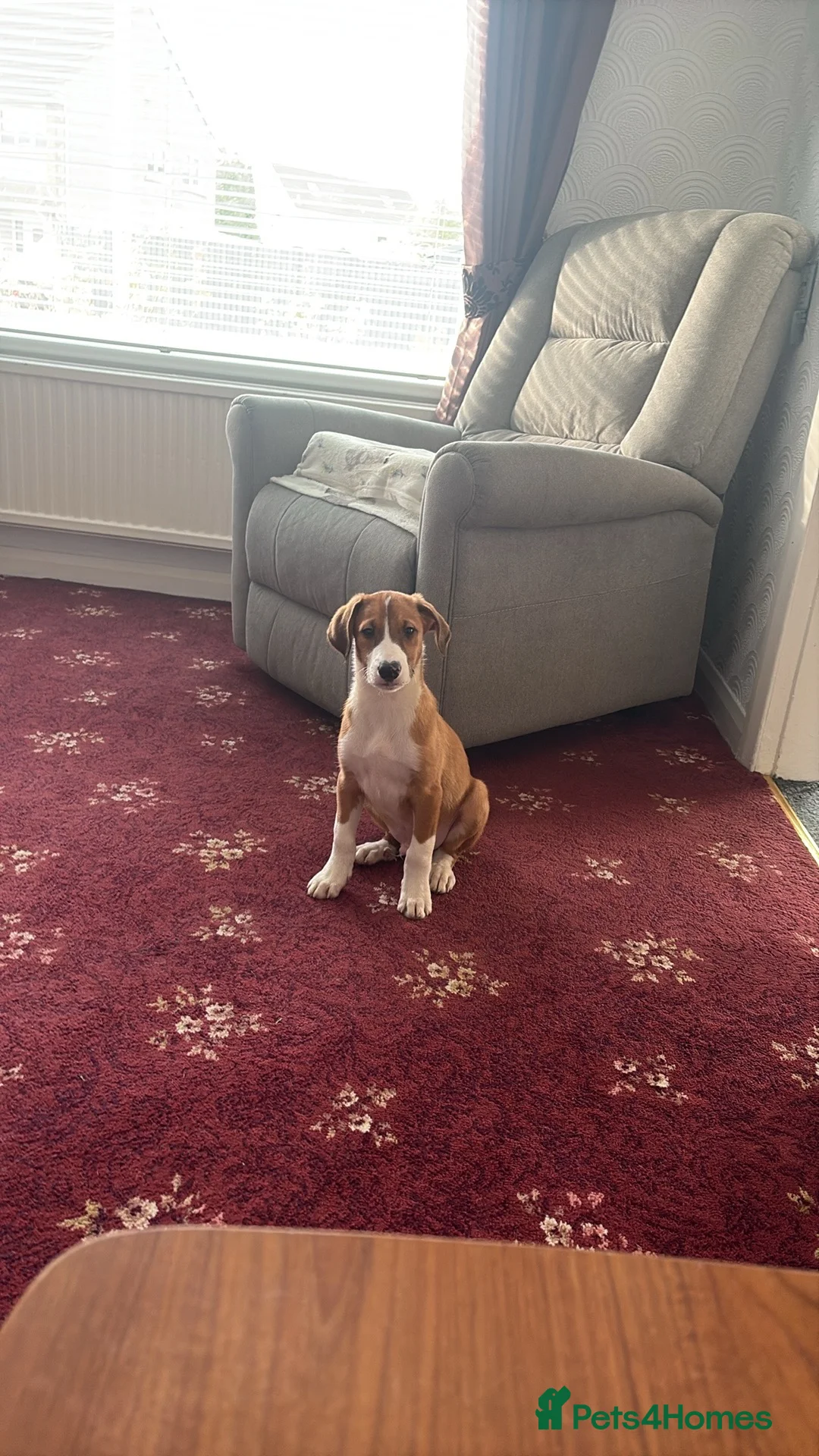 Border Collie dogs for sale: Cute collie  in Larkhall - Advert 1