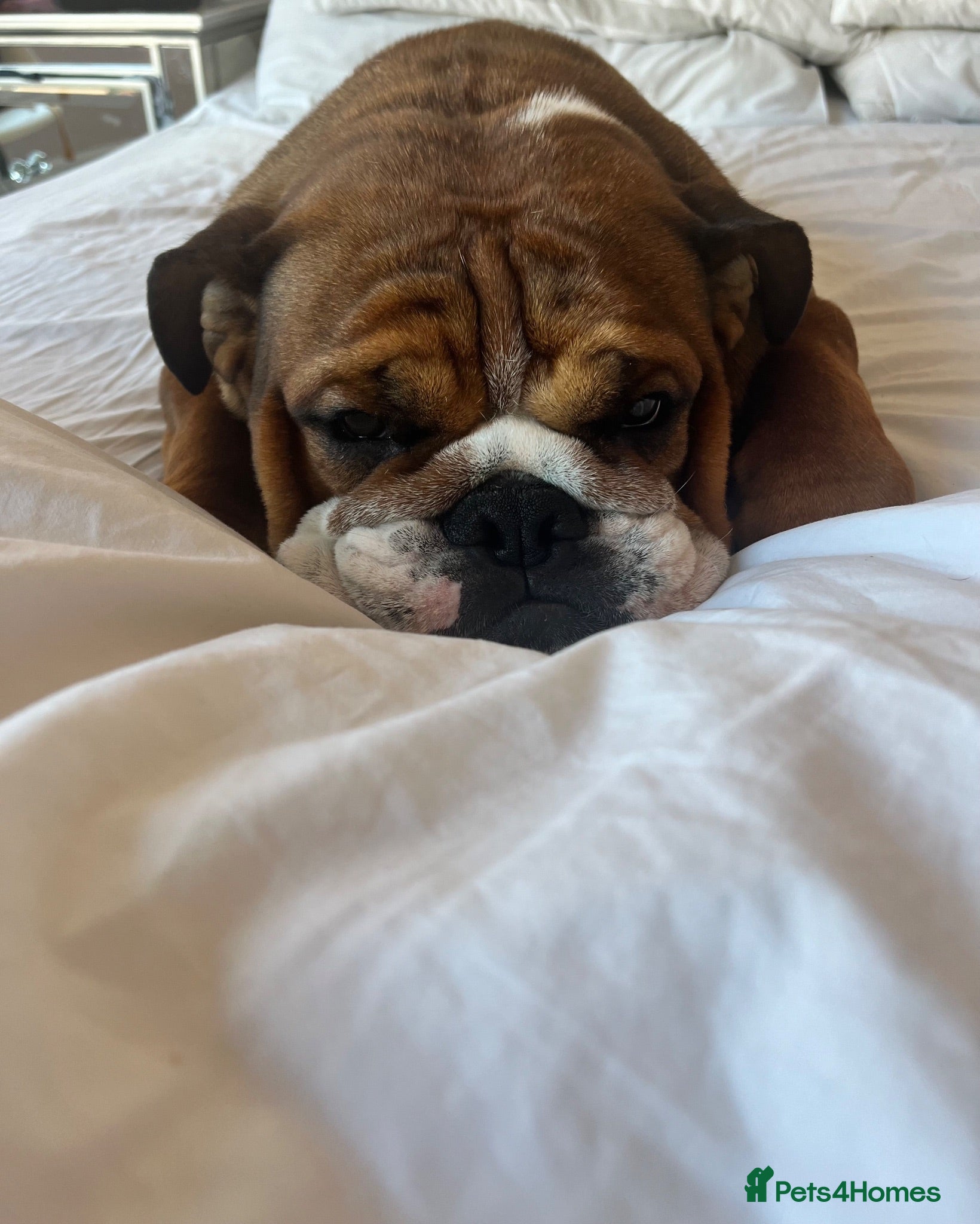 English Bulldog dogs FINALLY A PROPER BULLDOG - Advert 5