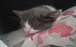 Ragdoll cats for sale: Half ragdoll kittens  - Image 7