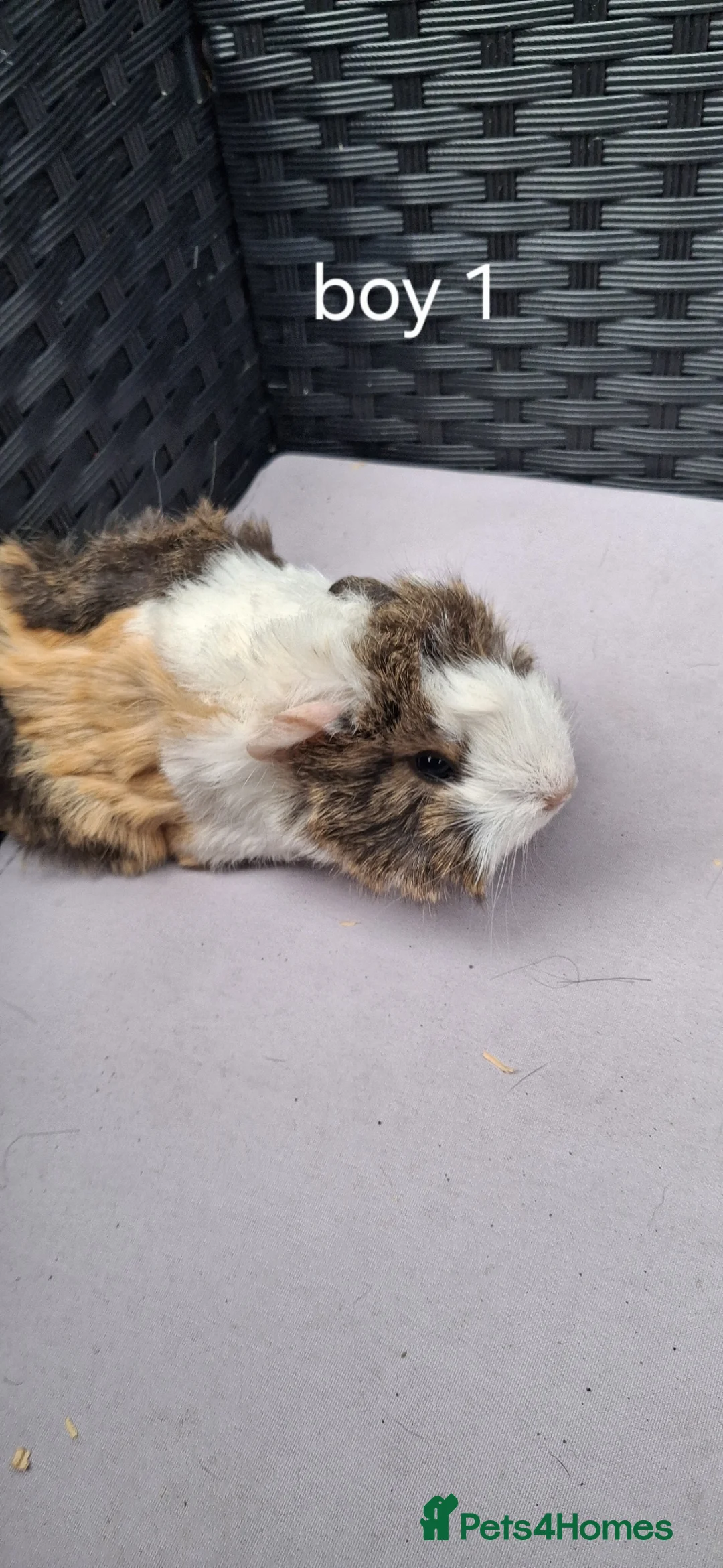 Guinea Pig rodents for sale: Baby boys and baby girl guinea pigs - Advert 27