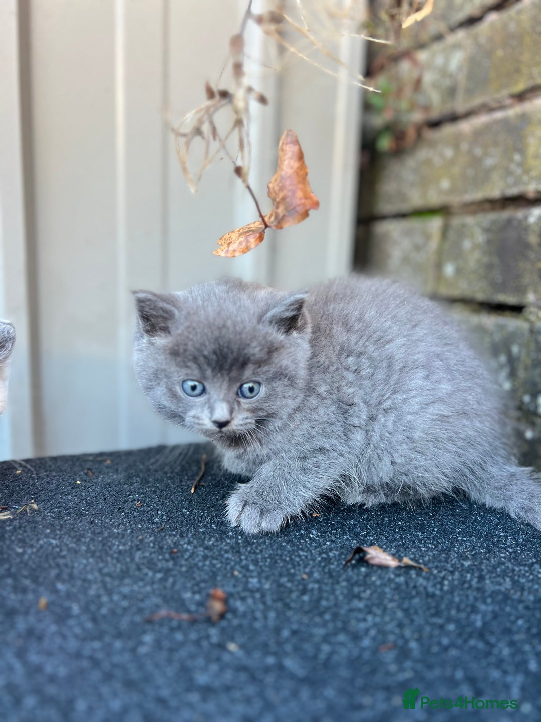 British Shorthair cats for sale: Beautiful British Shorthair Kittens - Image 2