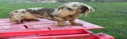 Miniature Dachshund dogs for sale: Dapple mini girl  - Advert 9