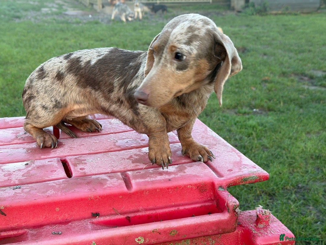 Miniature Dachshund dogs for sale: Dapple mini girl  - Advert 9