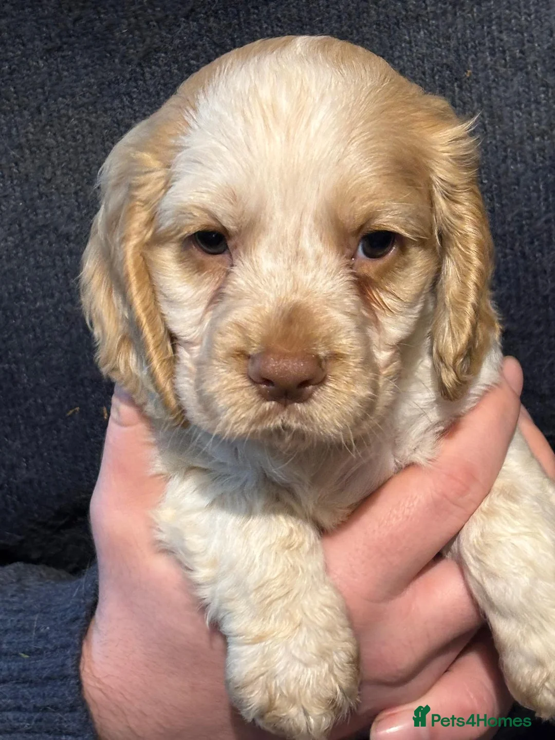 Cocker Spaniel dogs for sale: Working cocker spaniels  - Advert 7