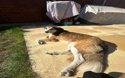 Mixed Breed dogs for adoption: Meet Zeke, currently residing in Hertfordshire  - Image 4