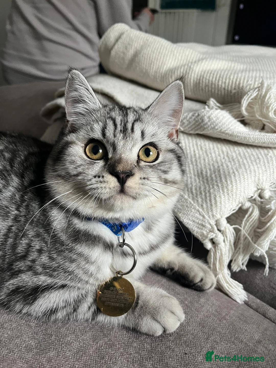 British Shorthair cats for sale: 3 beautiful kittens for sale Bsh/norwegian   - Advert 3