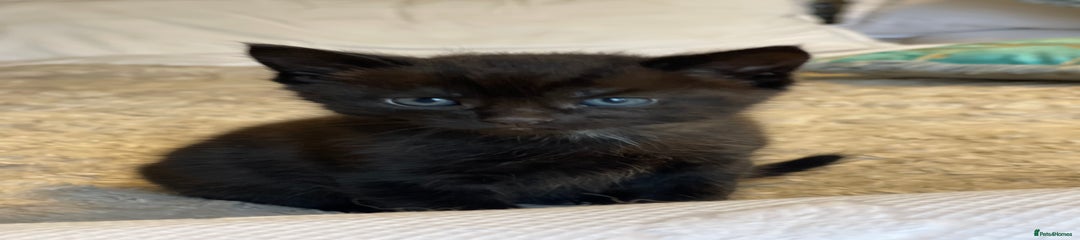 Mixed Breed Kitten 2