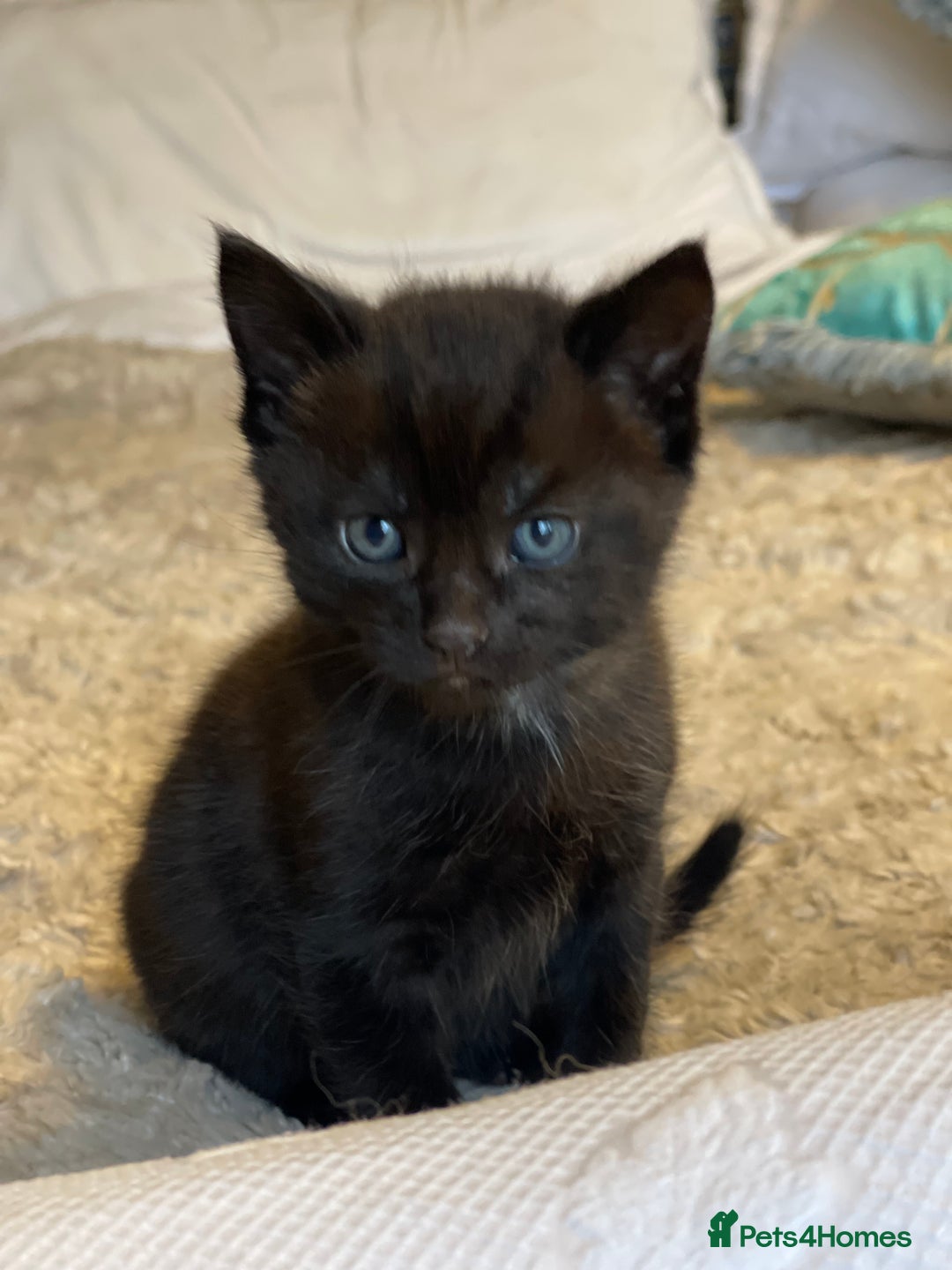 Mixed Breed cats for sale: Little kittens for sale - Image 17
