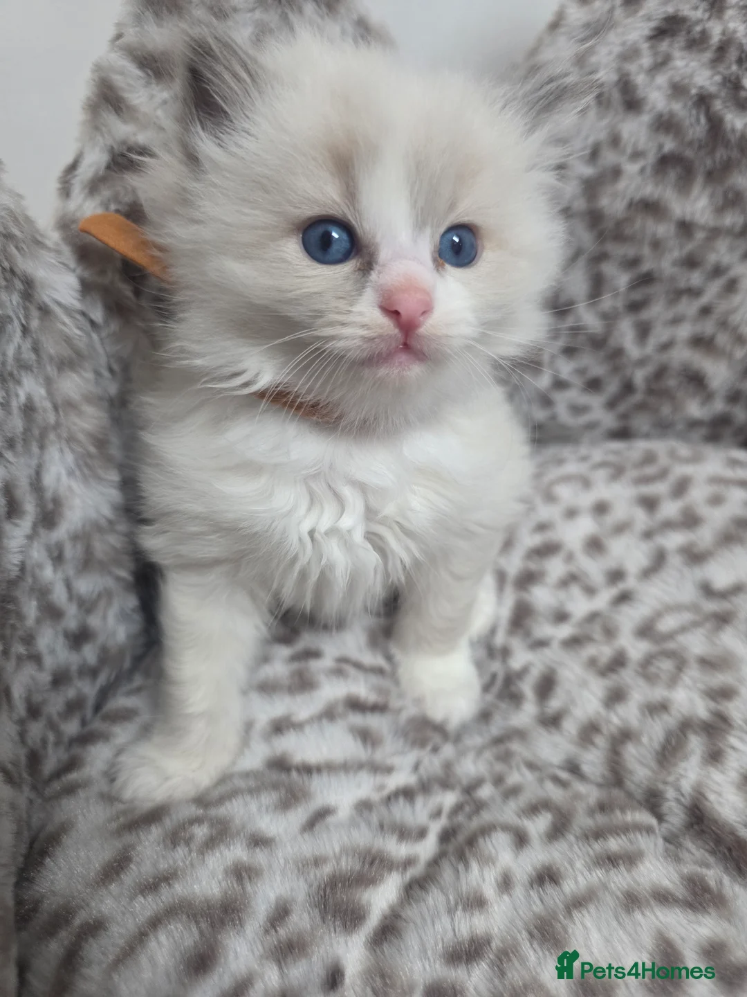 Ragdoll cats for sale: Stunning Ragdoll kittens - Advert 21