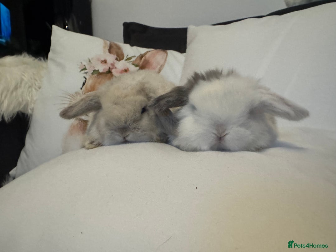 Mini Lop rabbits for sale: Pedigree Mini Lops - Advert 2