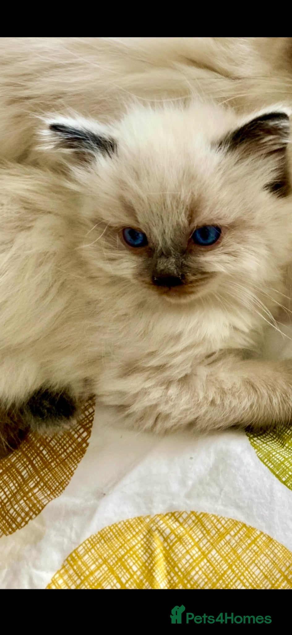 Ragdoll cats ❤️ WAITING LIST NOW OPEN !!!! ❤️ - Advert 2