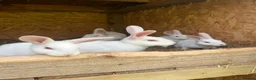 New Zealand rabbits for sale: Rabbits for sale very nice and very friendly with  - Advert 11