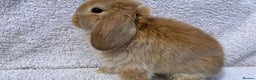 Mini Lop rabbits for sale: Stunning babies various ages vaccinated  - Advert 11