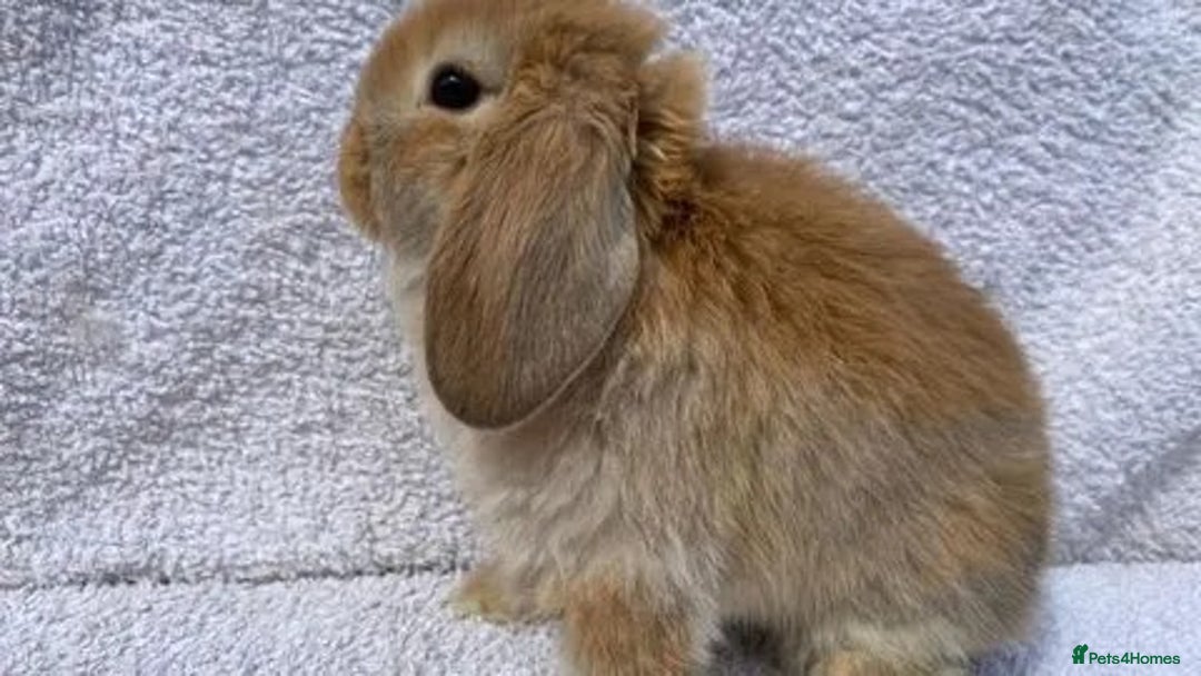 Mini Lop rabbits for sale: Stunning babies various ages vaccinated  - Advert 11