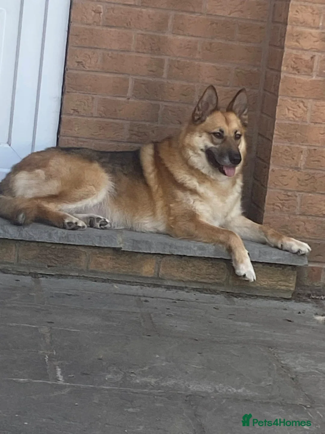 Mixed Breed dogs for adoption: ❤️LEIA❤️-loyal 5 yo GSD ready for true home - Advert 10