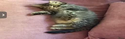Mixed Breed cats for sale: Two Kittens Stay Together British American Mix  - Advert 3