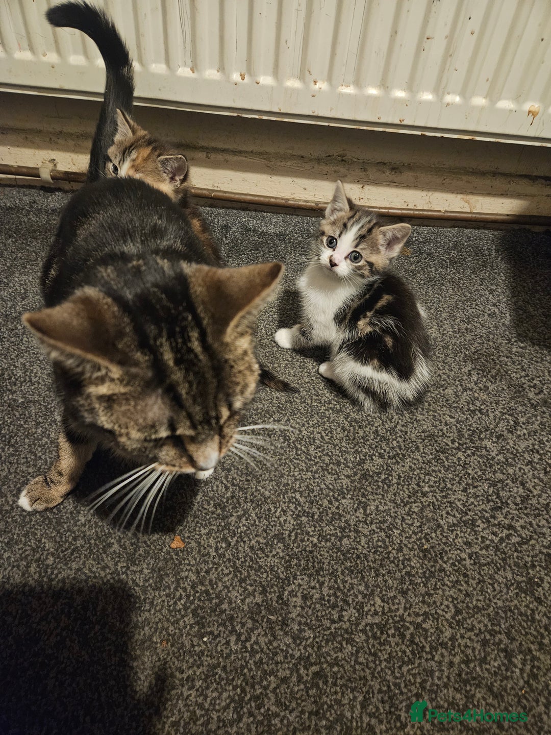American Shorthair cats for sale: 2 kittens - Advert 1