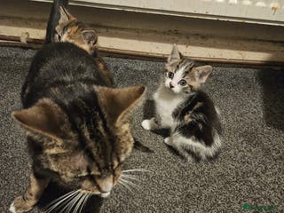 American Shorthair cats 2 kittens - Advert 1