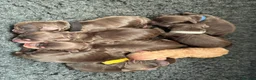 Cocker Spaniel dogs for sale: Chocolate cocker spaniels health tested parents  - Advert 17