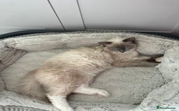 Ragdoll cats for sale: Lucky - rehoming  - Image 3