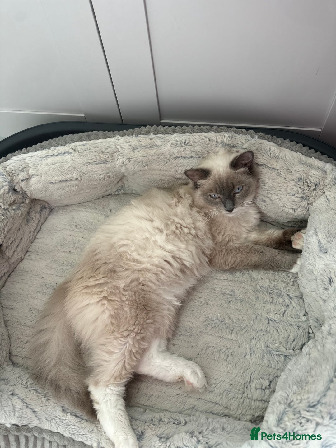 Ragdoll cats for sale: Lucky - rehoming  - Image 3