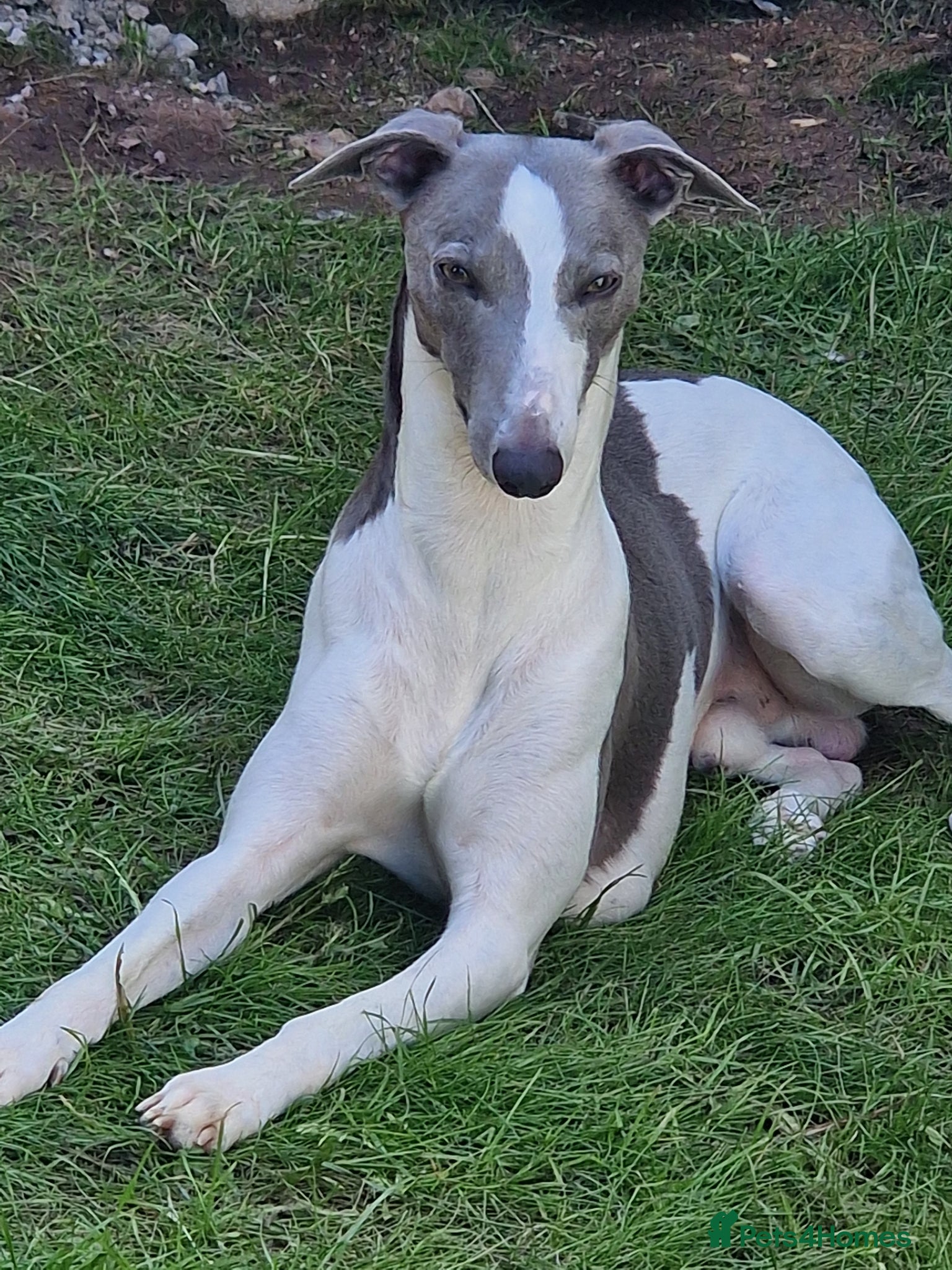 Whippet dogs Proven whippet for stud - Advert 10
