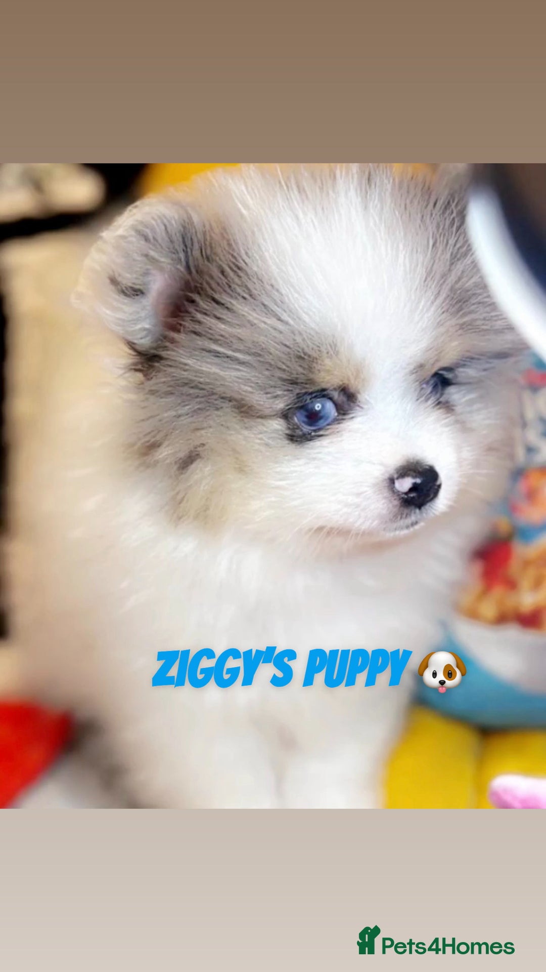 Pomeranian dogs for stud: 🎃EXPERIENCED👑KING ZIGGY & PRINCE COCO🏆STUD Boys in Bedford - Image 21